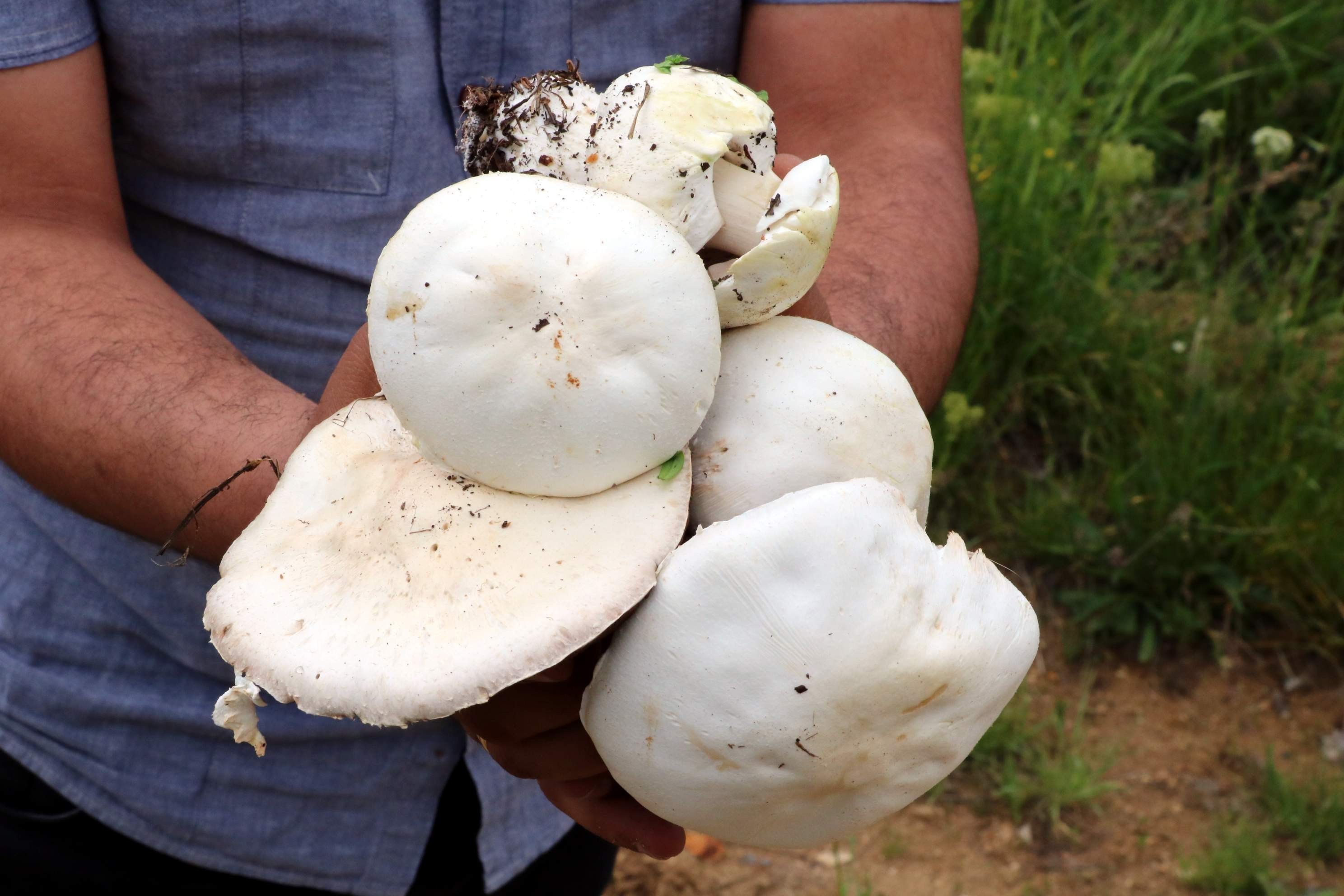 Beware of mushrooms collected from nature