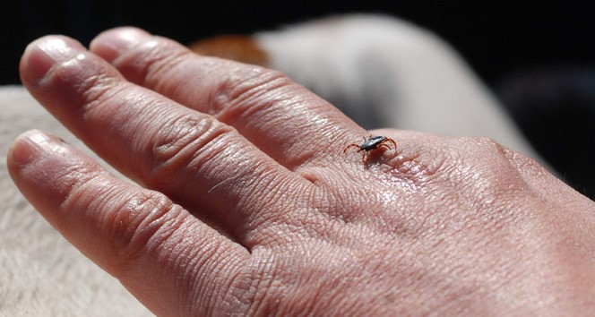 “Avoid ticks, do not touch with bare hands”