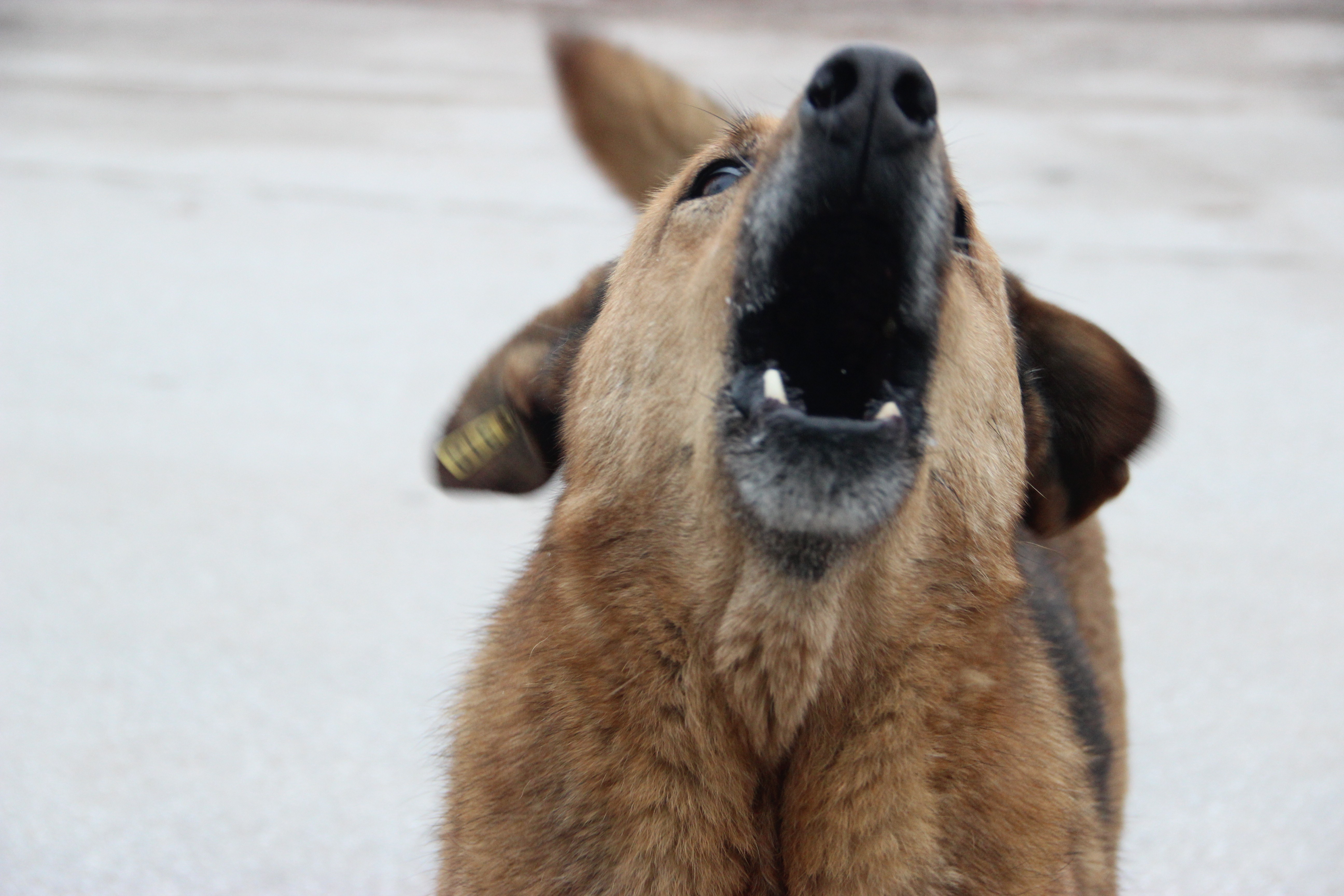 Experts warned: “Early intervention after risky contact with rabies saves lives”