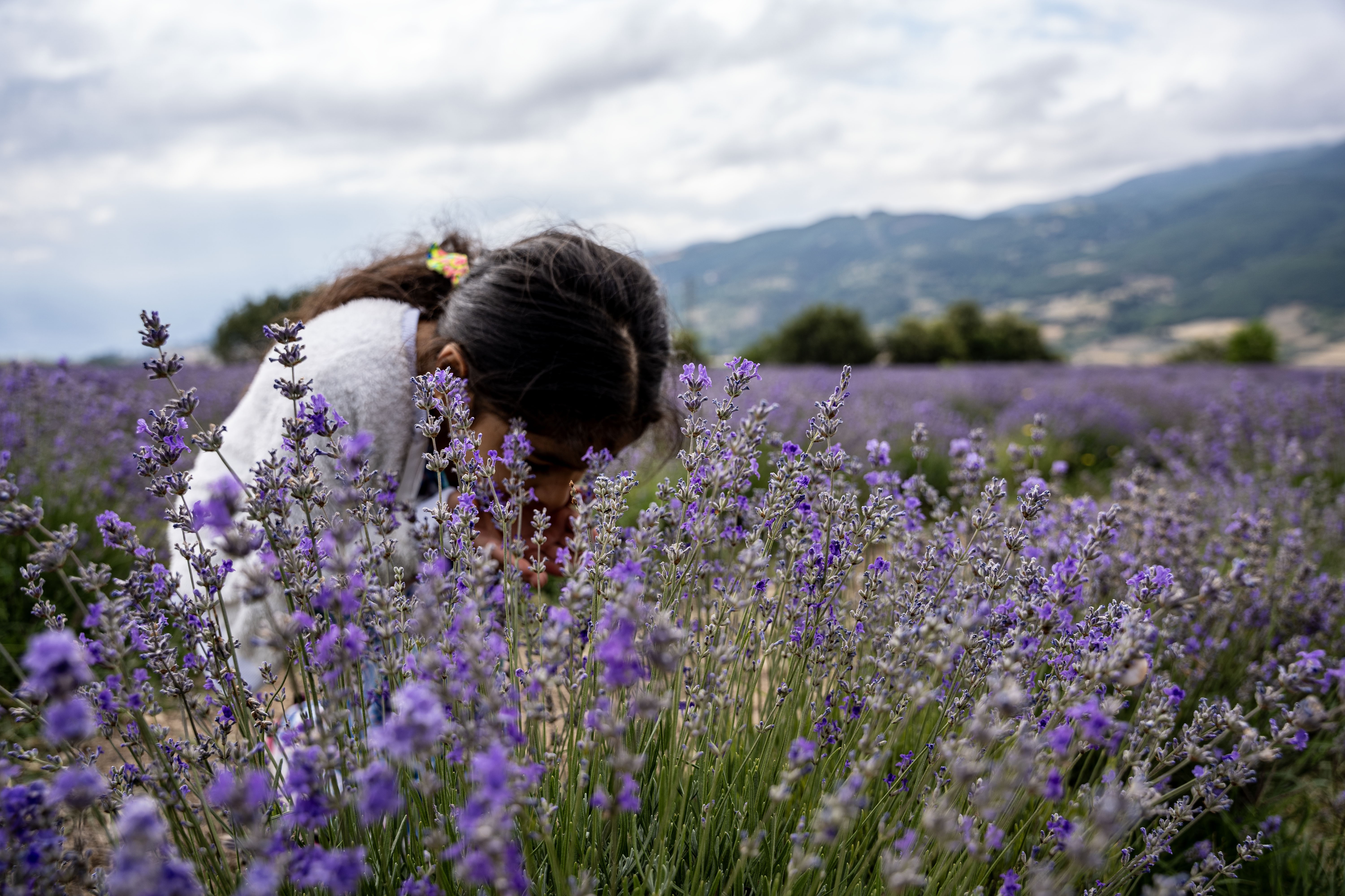 Lavender: Natural remedy for health and beauty