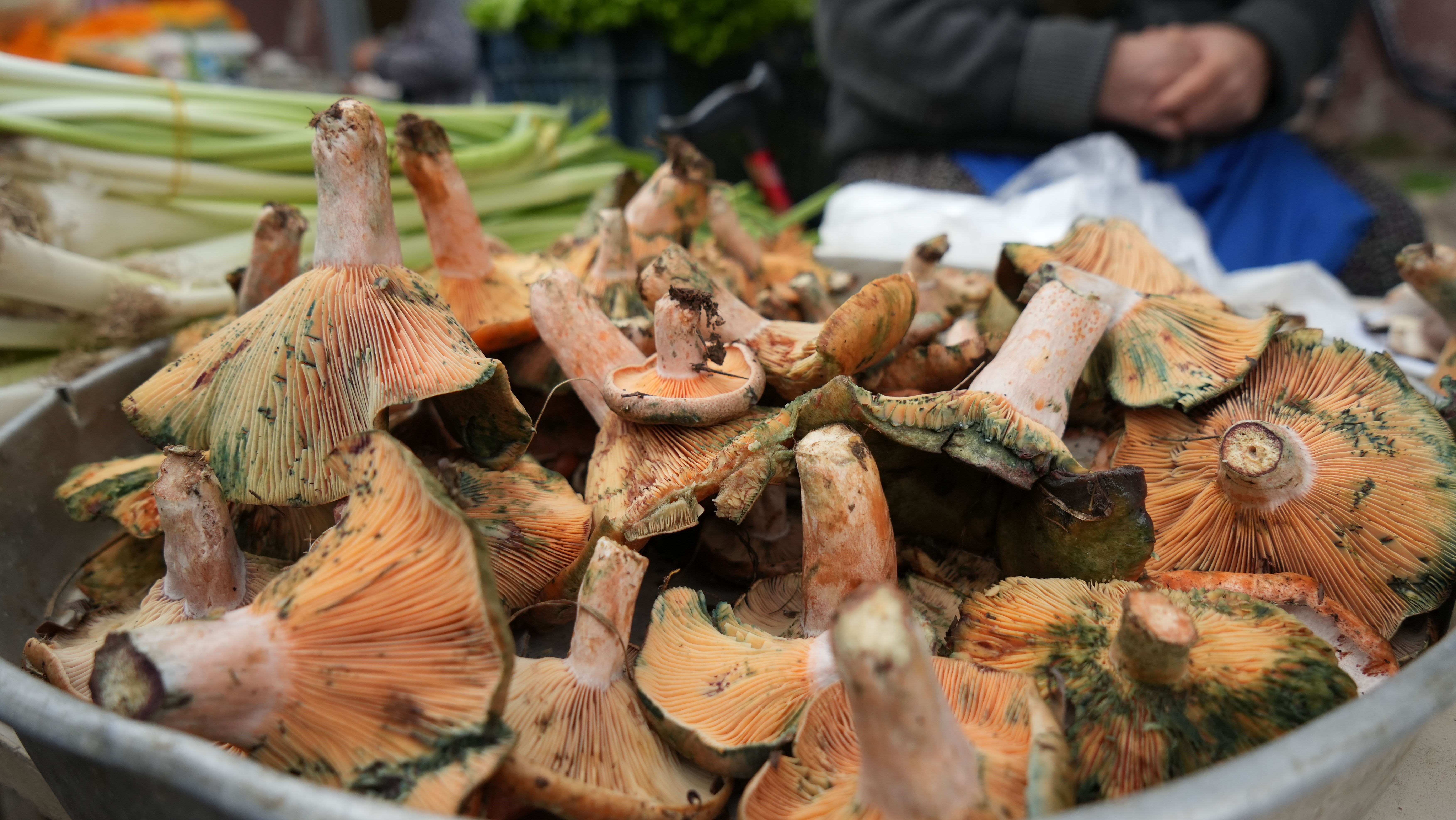 Critical warning against mushroom poisoning: “Poisoning can result in death”