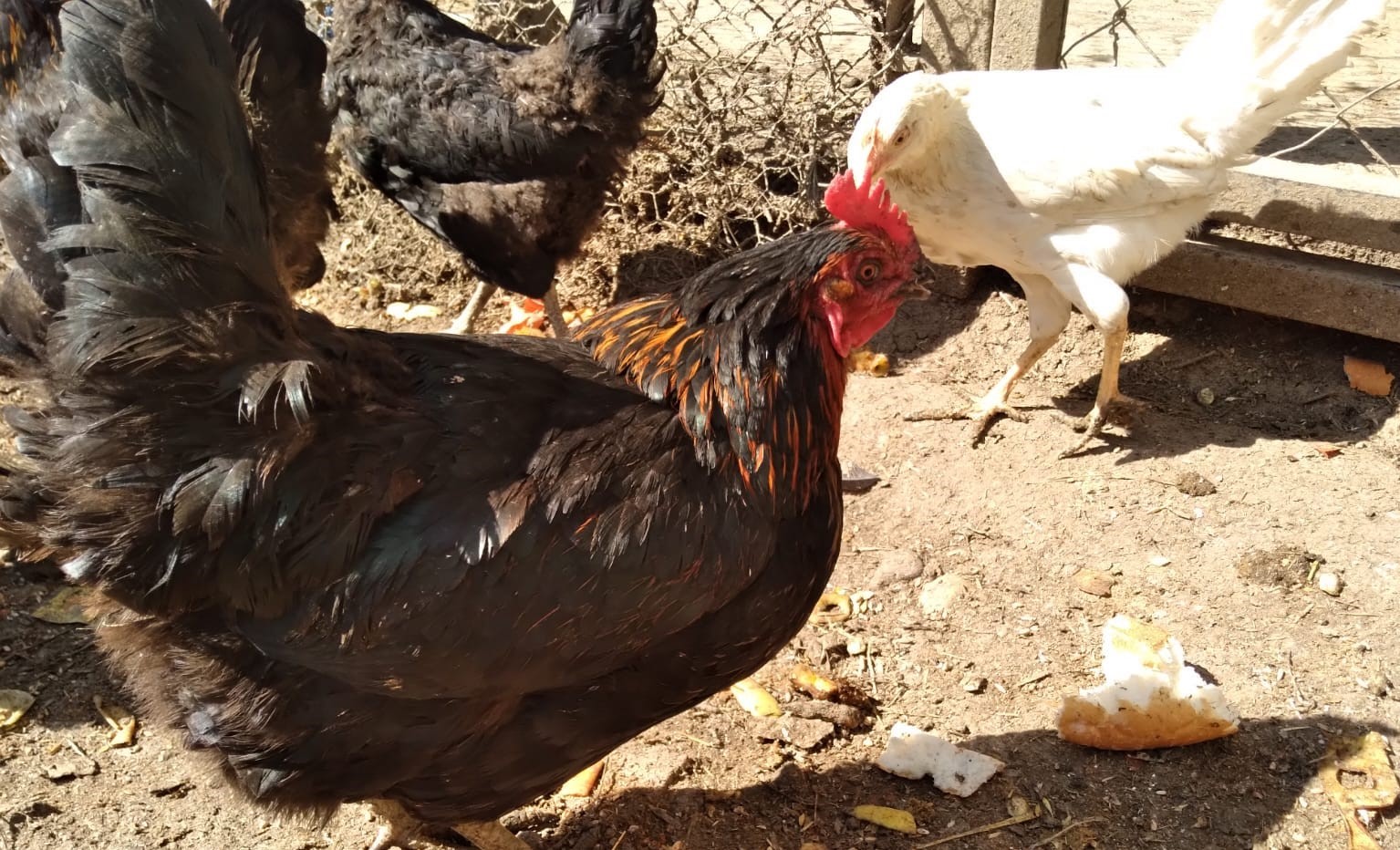 Beware if your chickens have purple color on their crests, beards and legs