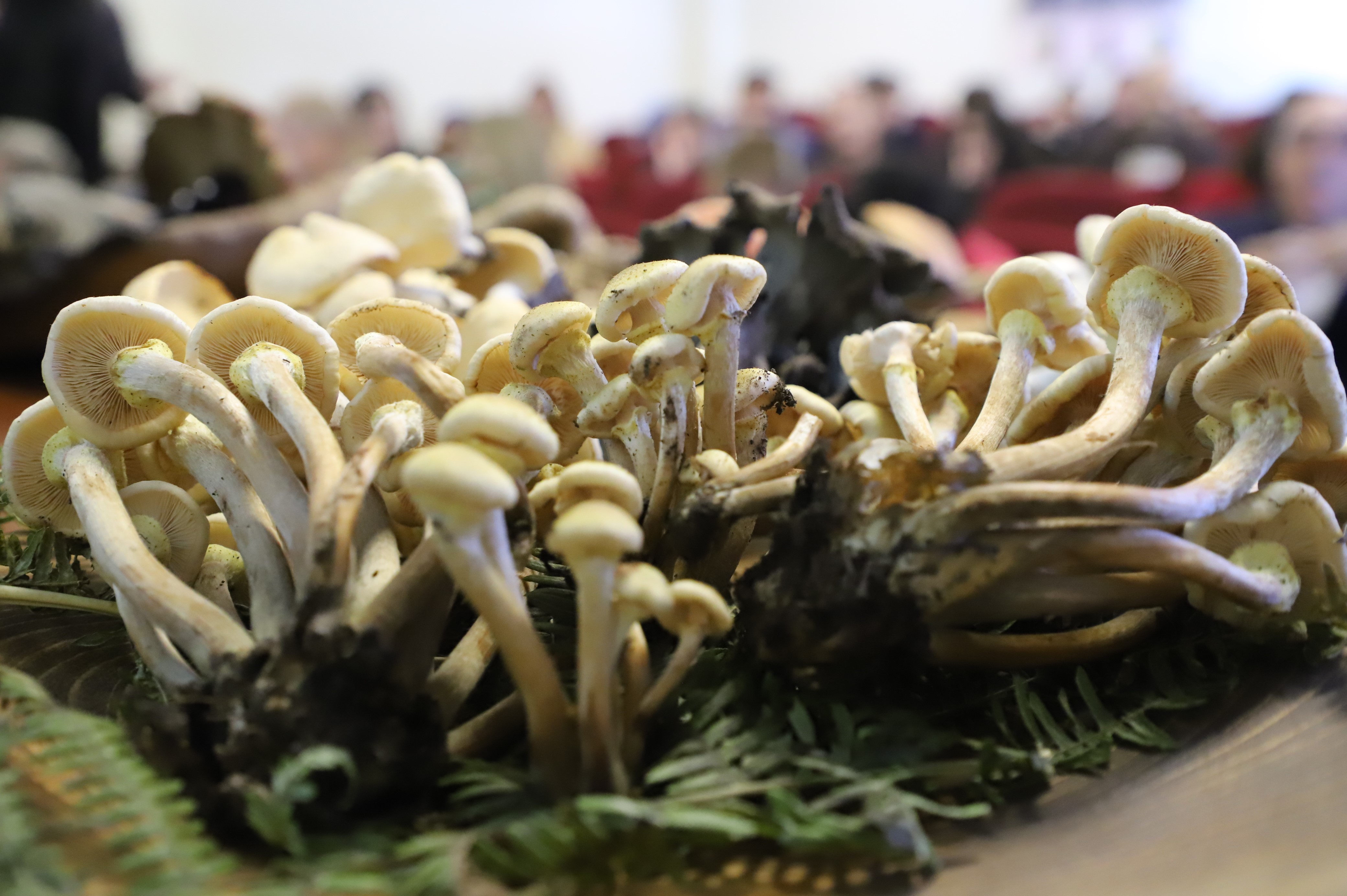 Important weapon in cancer treatment: “Mushrooms”